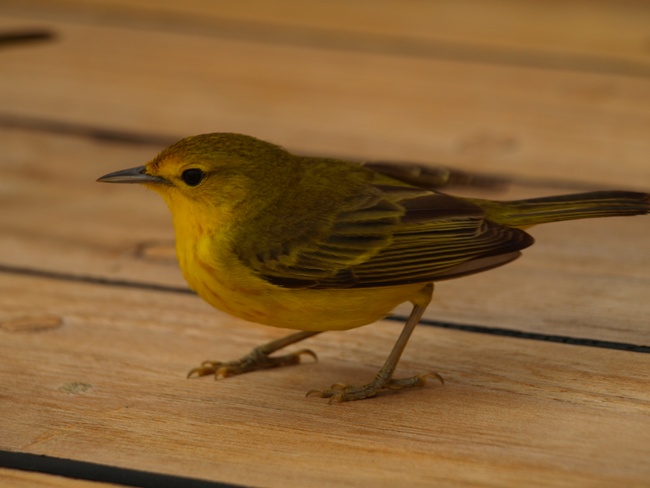 ../../Pictures/050210/023 juv Goldwaldsaenger.JPG